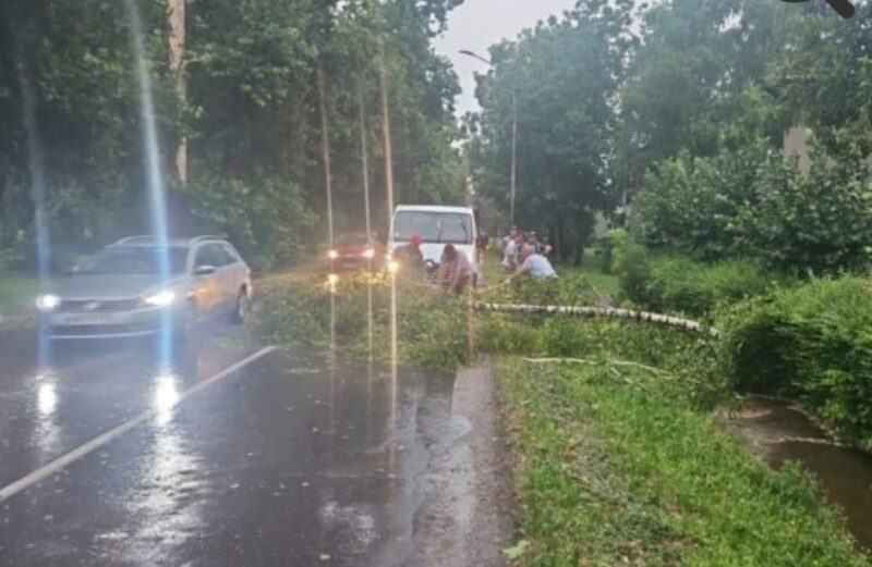 zakrčen put nakon olujnog nevremena u vojvodini