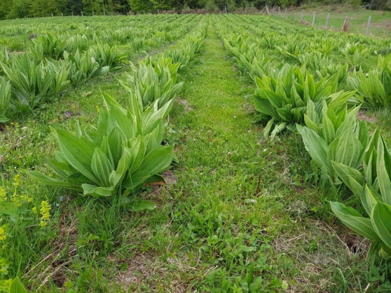 plantaža lincure