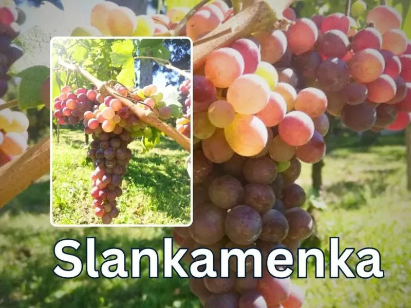 stare sorte grozdja slankamenka 2