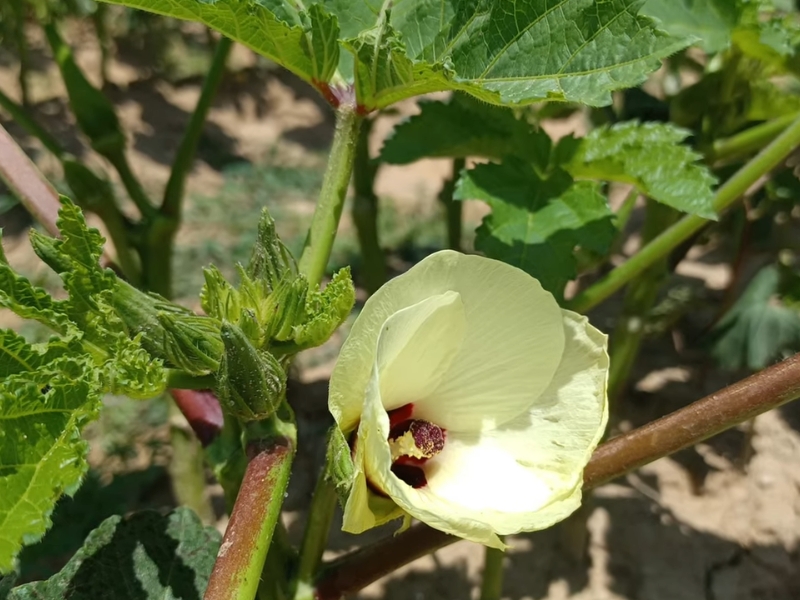 Bamija ili okra uzgajanje